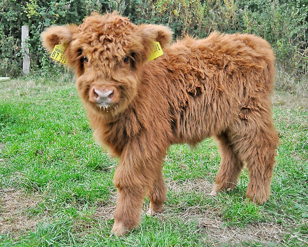 Highlandrind vom Bio Hofladen nähe dem Ferienhaus in Hohwacht